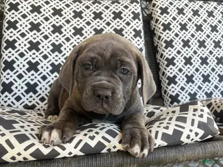 Cane Corso dogs Cane Corso Puppy 4 - Ad 27