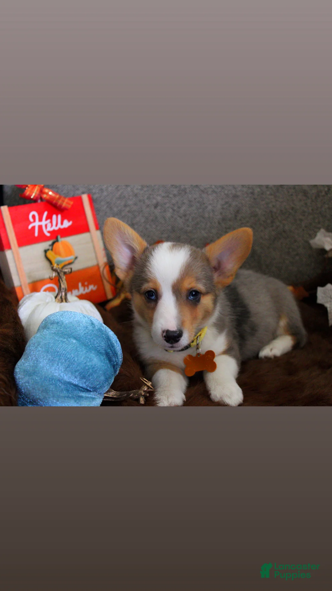 Welsh Corgi Pembroke dogs for sale: Welsh Corgi Pembroke 3 - Ad 2