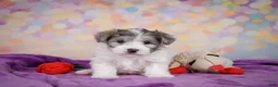 Maltipoo dogs for sale: Woody - Ad 1