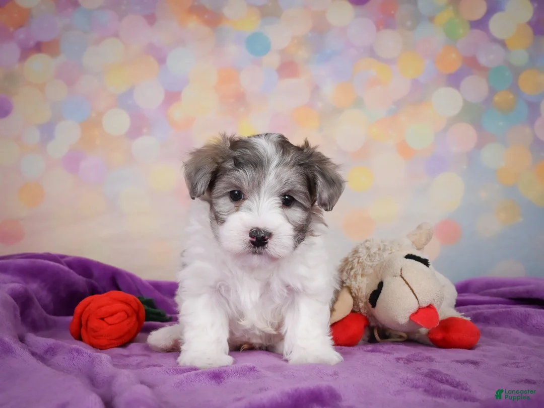 Maltipoo dogs for sale: Woody - Ad 1