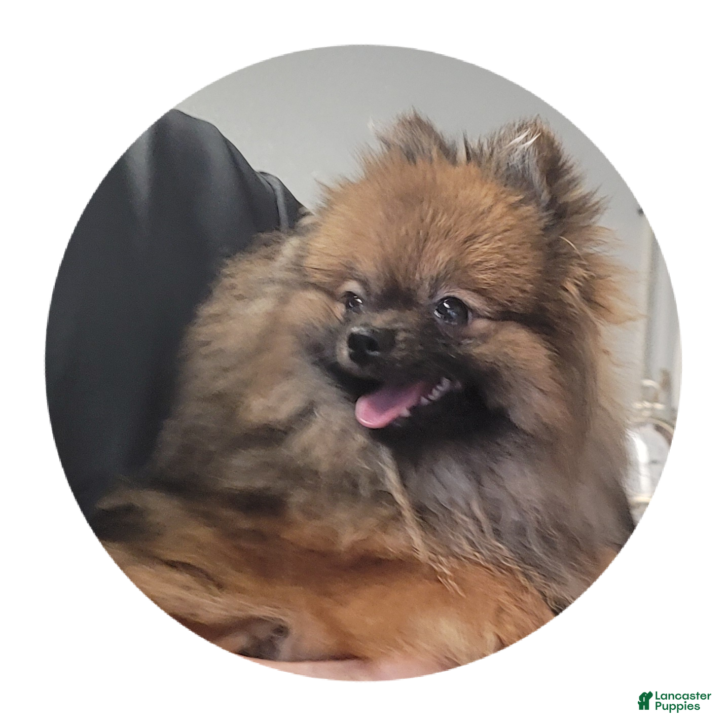 Pomeranian dogs Cinnamon  - Ad 1