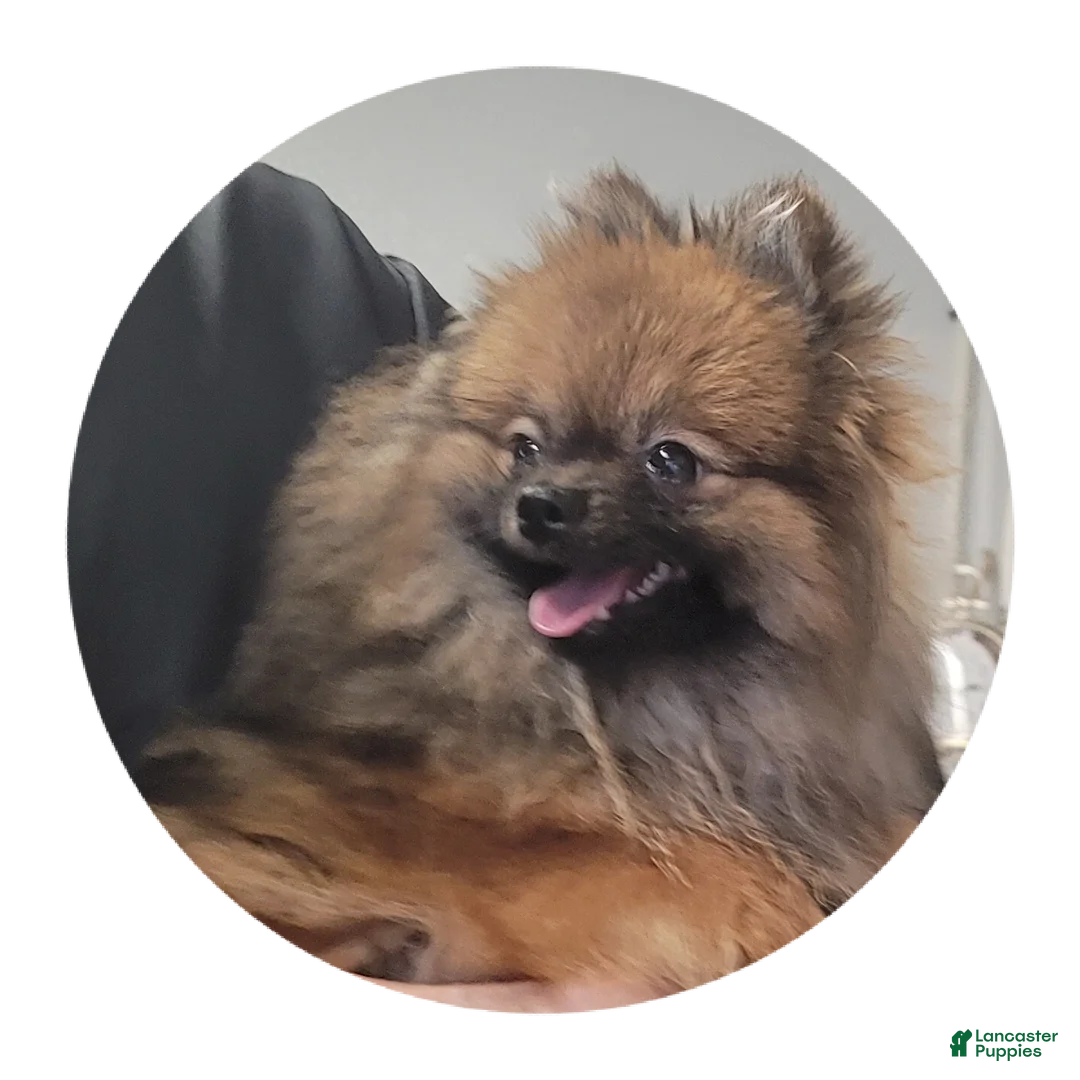 Pomeranian dogs for sale: Cinnamon  - Ad 2