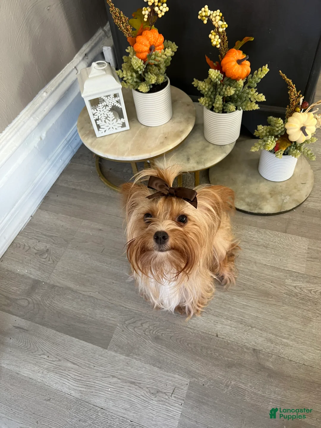 Yorkshire Terrier dogs for sale: Yorkshire Terrier Puppy 2 - Ad 3