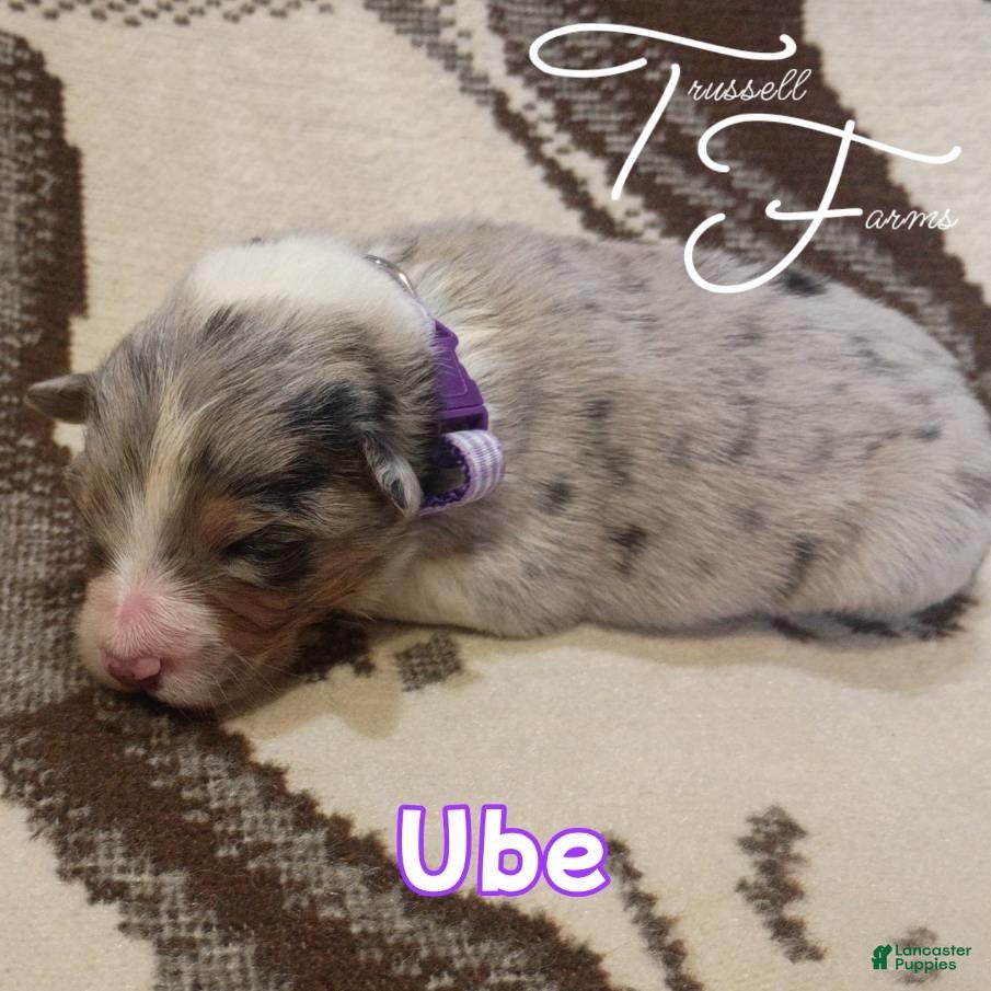 Australian Shepherd dogs Ube - Ad 1