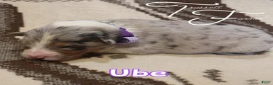 Ube