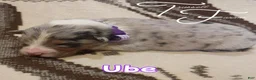 Australian Shepherd dogs for sale: Ube - Ad 1