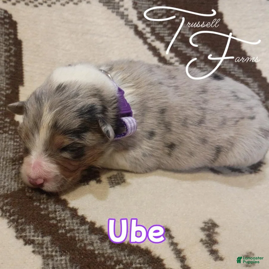 Australian Shepherd dogs for sale: Ube - Ad 1