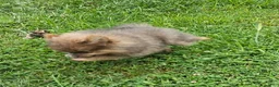 Pomeranian dogs for sale: Toby - Ad 6