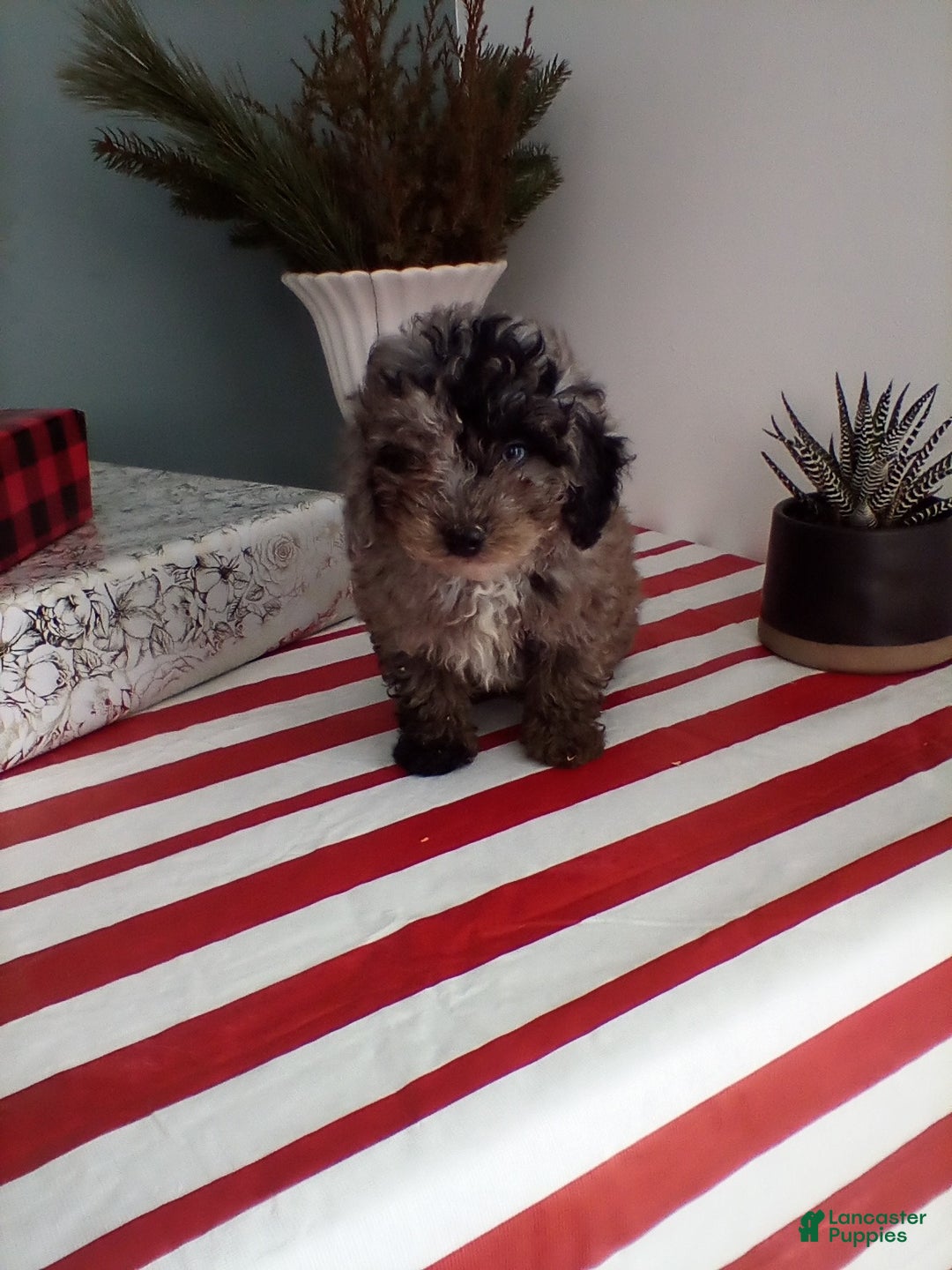 Miniature Poodle dogs for sale: Tessa - Ad 1