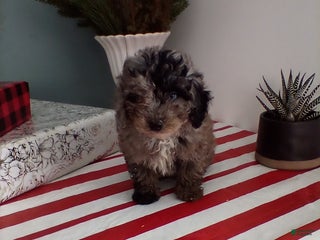 Miniature Poodle dogs Tessa - Ad 12