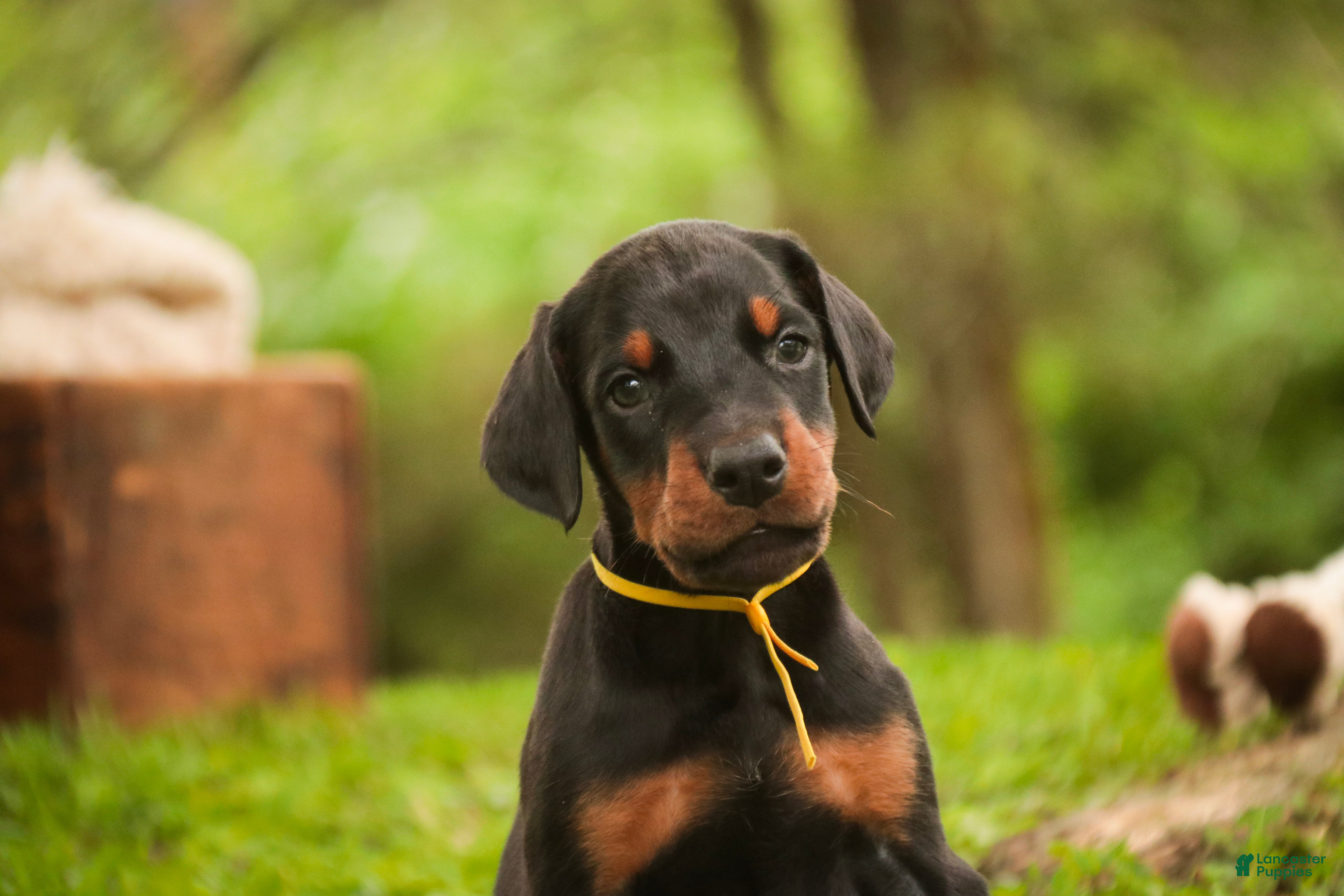 Doberman Pinscher dogs for sale: Leopold - Ad 5