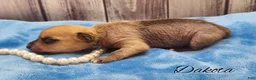 Mixed Breed dogs for sale: Dakota - Ad 15
