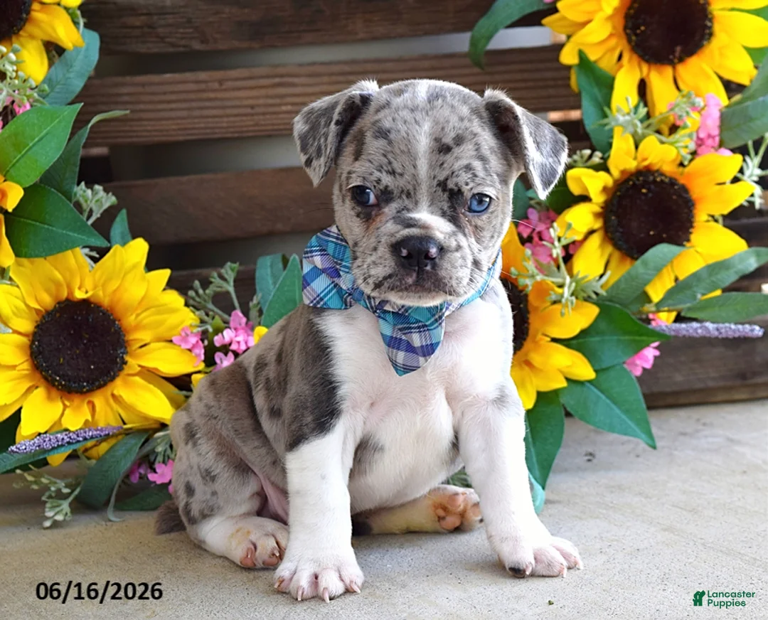 Frug dogs for sale: Justin - Ad 1