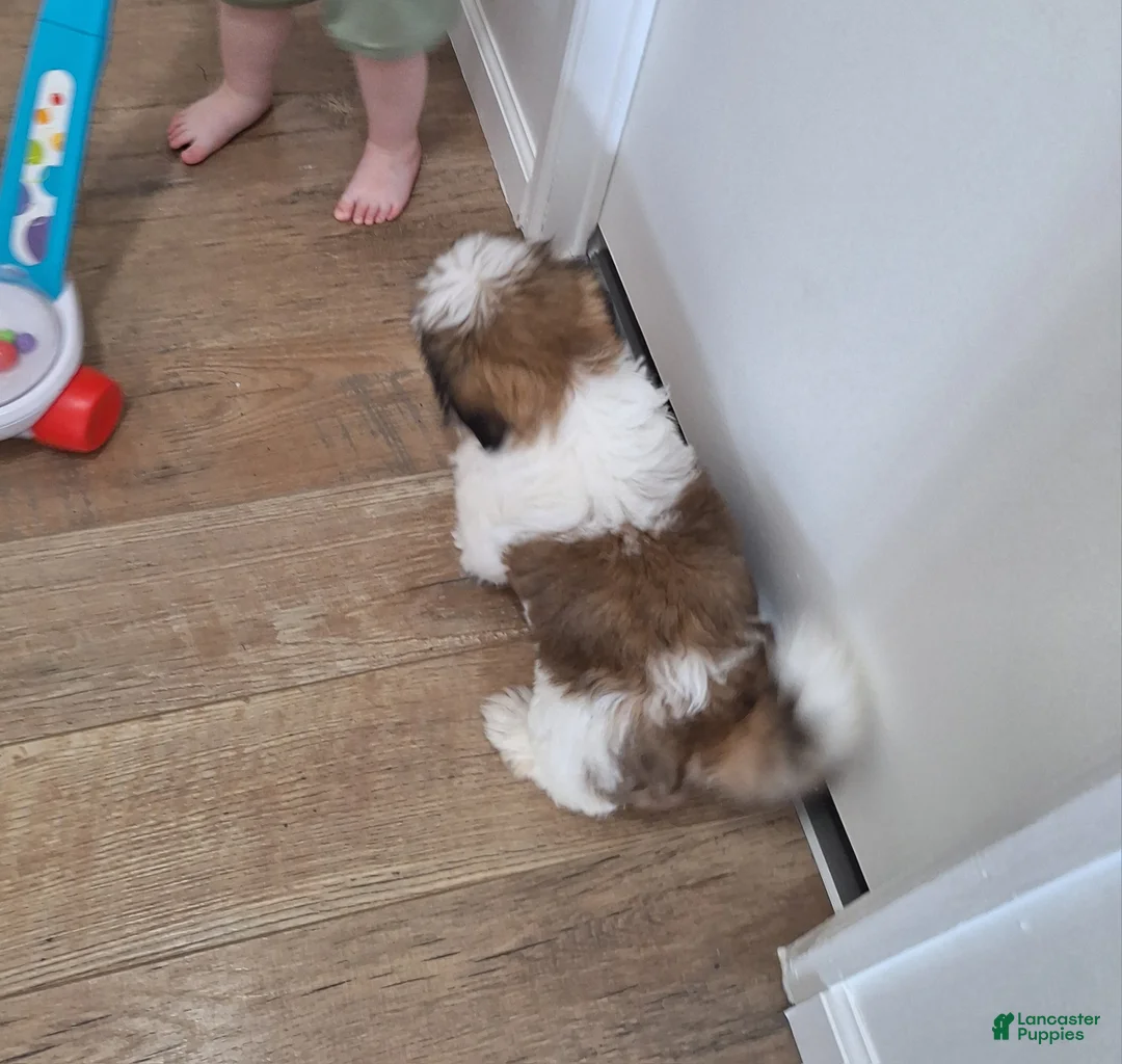 Shih Tzu dogs for sale: Lola - Ad 7