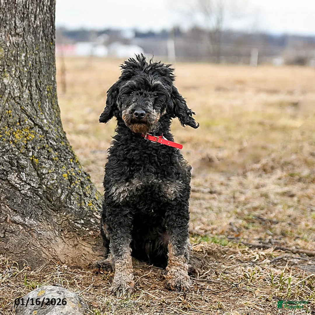 Miniature Poodle dogs for sale: Yasmin - Ad 3