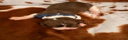 English Springer Spaniel dogs for sale: Blue boy liver Tri tick-Male - Ad 3