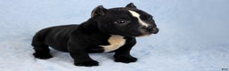 American Bully dogs for sale: Black/White Female - Ad 1