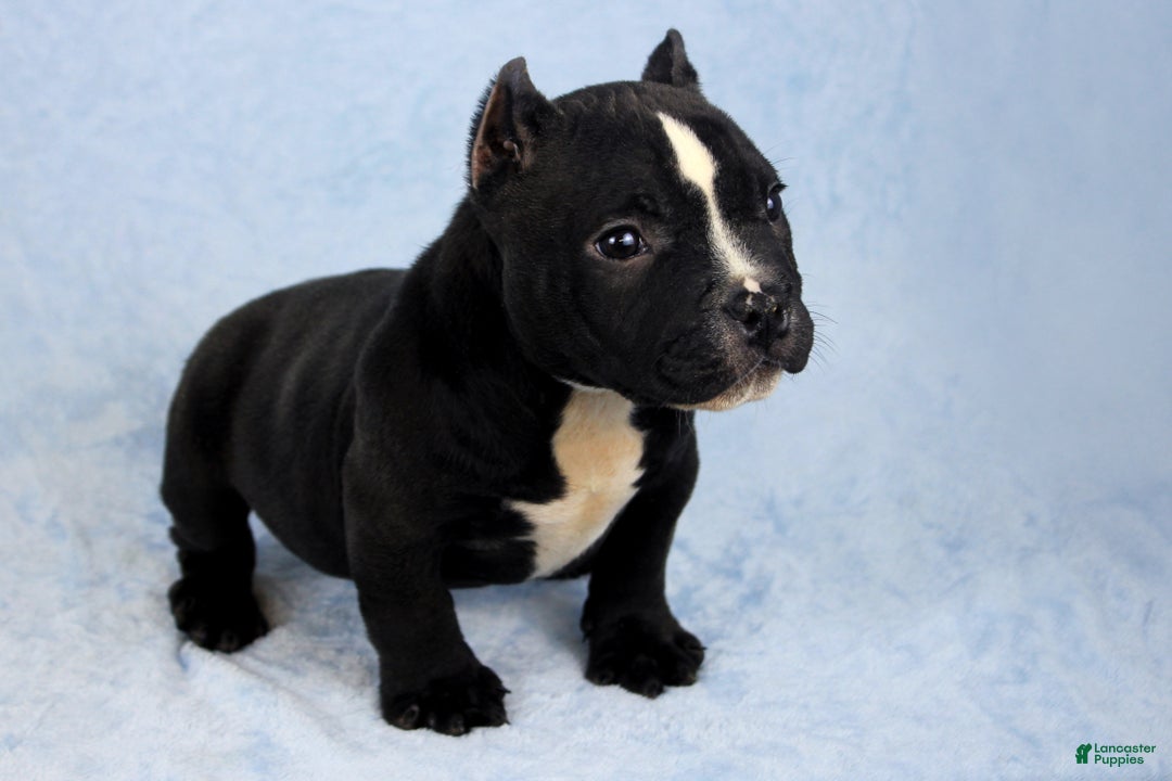 American Bully dogs for sale: Black/White Female - Ad 1