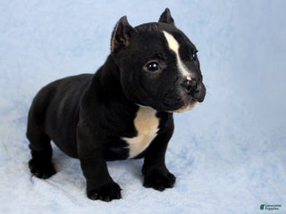 American Bully dogs Black/White Female - Ad 40
