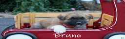Akita dogs for sale: Bruno - Ad 1