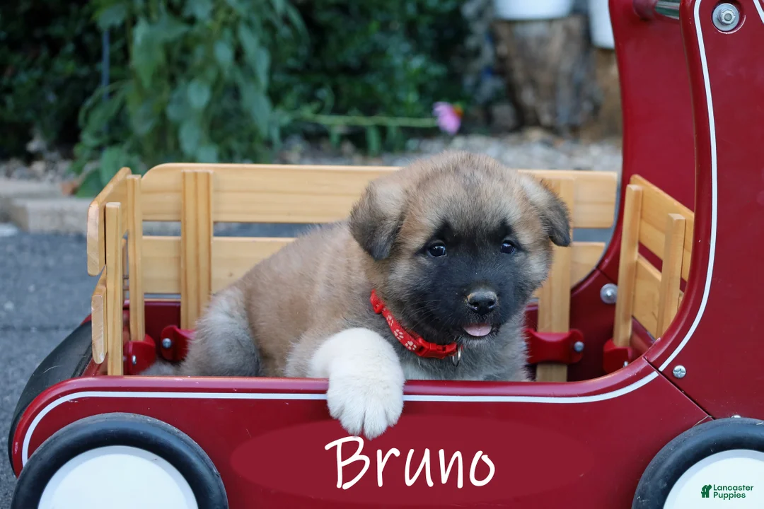 Akita dogs for sale: Bruno - Ad 1