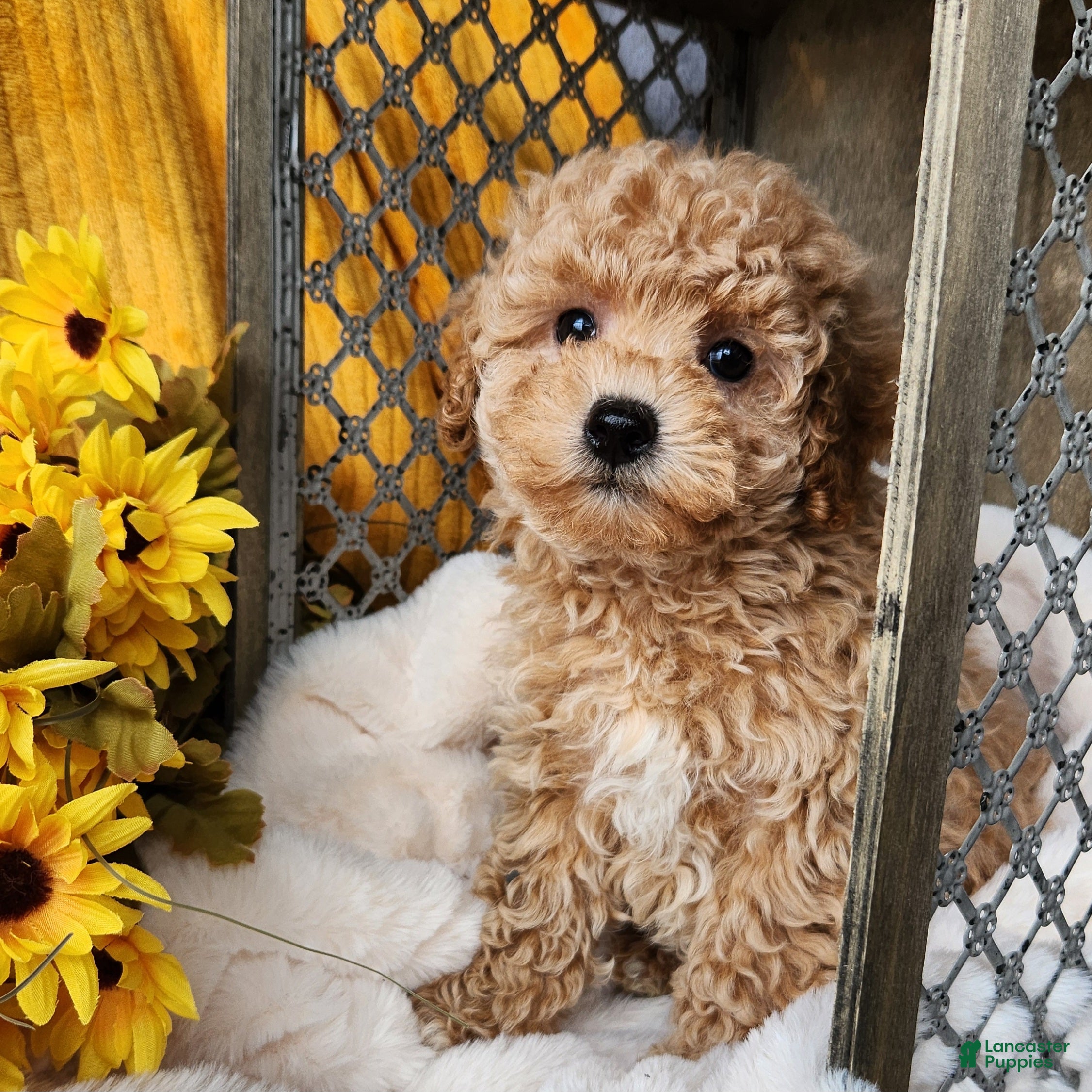 Toy Poodle dogs Cleo - Ad 2