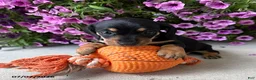 Dachshund dogs for sale: Oakley - Ad 1