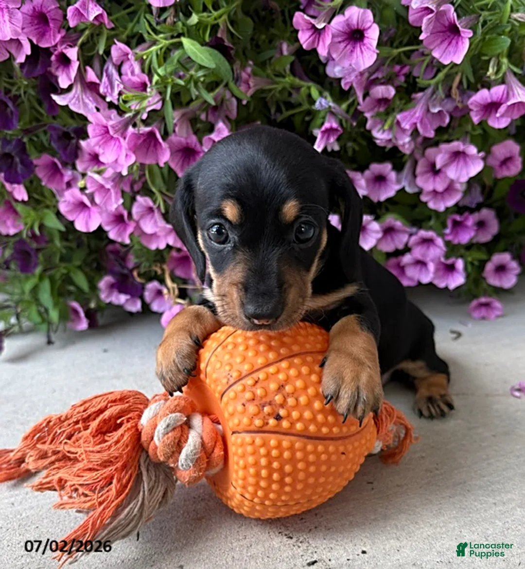 Dachshund dogs for sale: Oakley - Ad 1