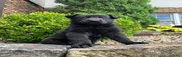 German Shepherd dogs for sale: Onyx - Ad 2