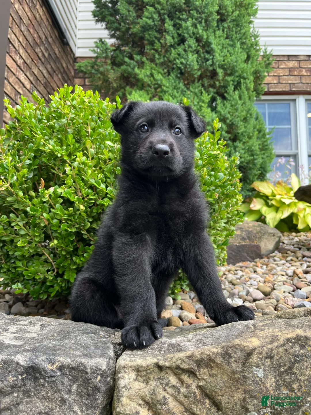 German Shepherd dogs for sale: Onyx - Ad 2