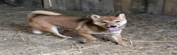 Shiba Inu dogs for sale: Mickey - Ad 2