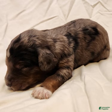 Mini Aussiedoodle dogs for sale: Diesel_Male Blue Merle with Red points and  White Accents - Ad 3