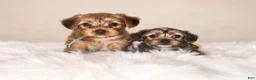 Yorkshire Terrier dogs for sale: Bailey (yellow) - Ad 7