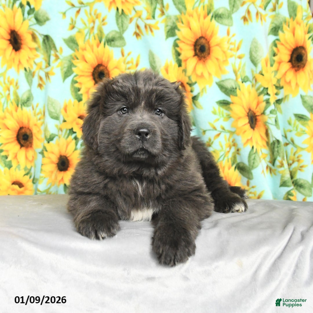 Newfoundland dogs for sale: Rolo - Ad 3