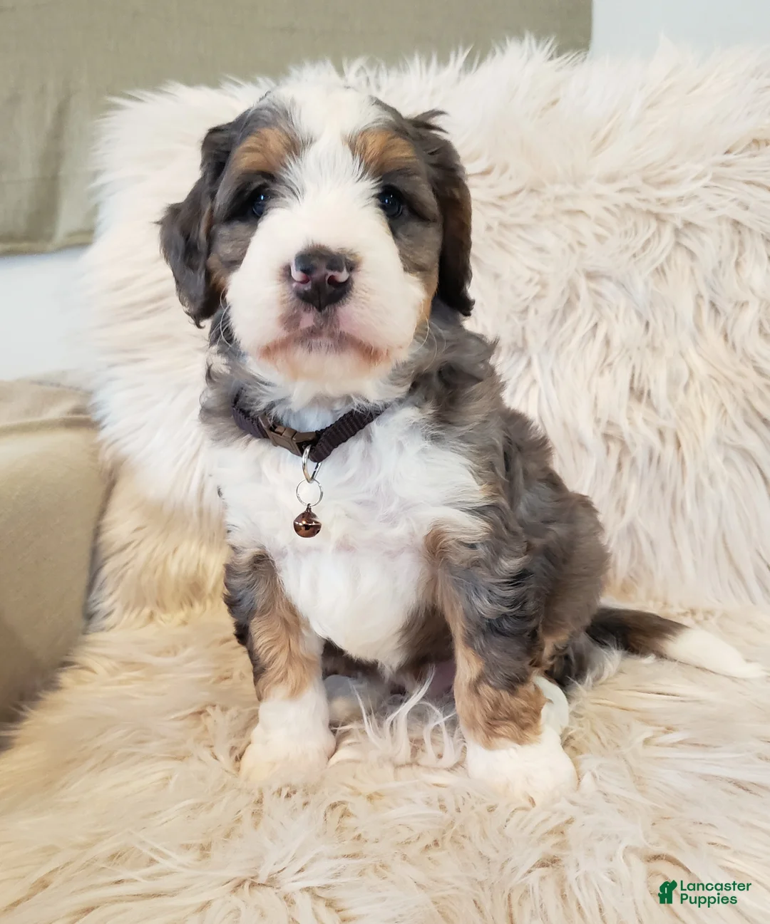 Mini Bernedoodle dogs for sale: Monty - Ad 1