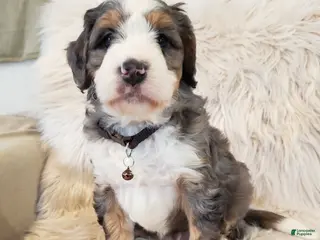 Mini Bernedoodle dogs Monty - Ad 2