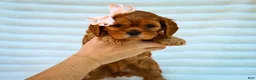 Cavapoo dogs for sale: Ellie Cavapoo Pup - Ad 5