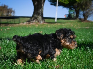 Yorkiepoo dogs Chloe - Ad 6