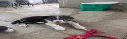 Border Collie dogs for sale: Border Collie 1 - Ad 2