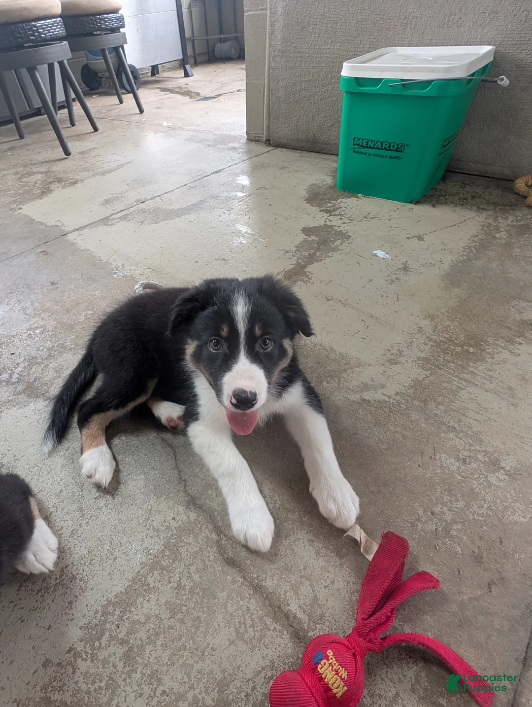 Border Collie dogs for sale: Border Collie 1 - Ad 2