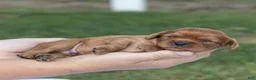 Cavalier King Charles Spaniel dogs for sale: Porky - Ad 3