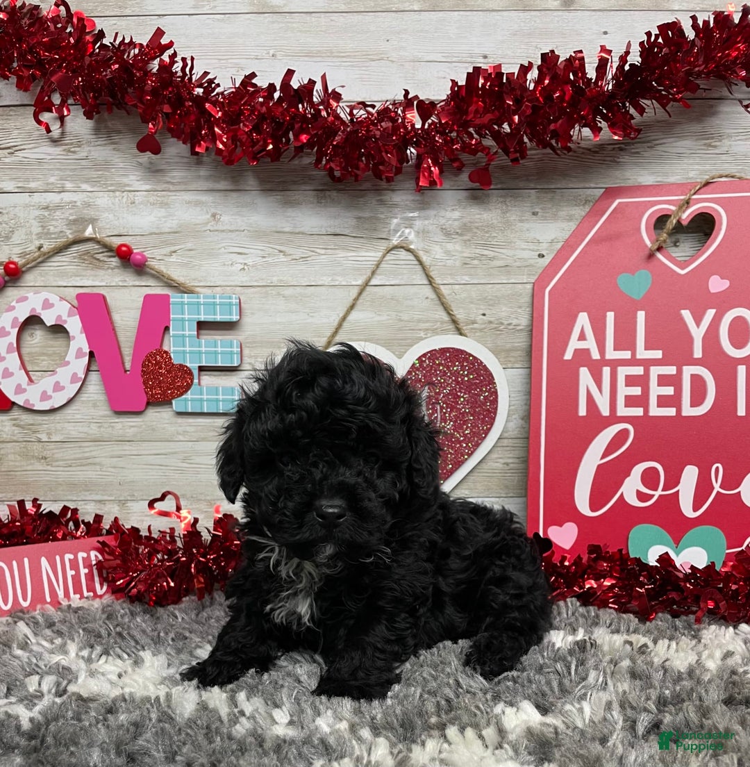 Gallery Image {{count}}