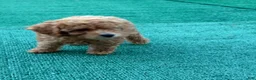Toy Poodle dogs for sale: Tina - Ad 4