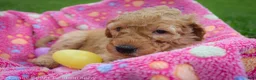 Goldendoodle dogs for sale: Miss White - Ad 4