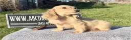 Miniature Dachshund dogs for sale: Miniature Dachshund Puppy 2 - Ad 4