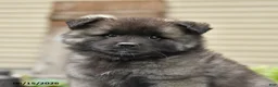 Keeshond dogs for sale: Scout - Ad 3