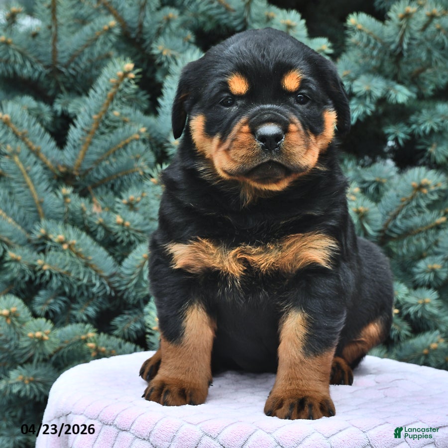 Rottweiler dogs Beatrix - Ad 2
