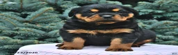 Rottweiler dogs for sale: Beatrix - Ad 2