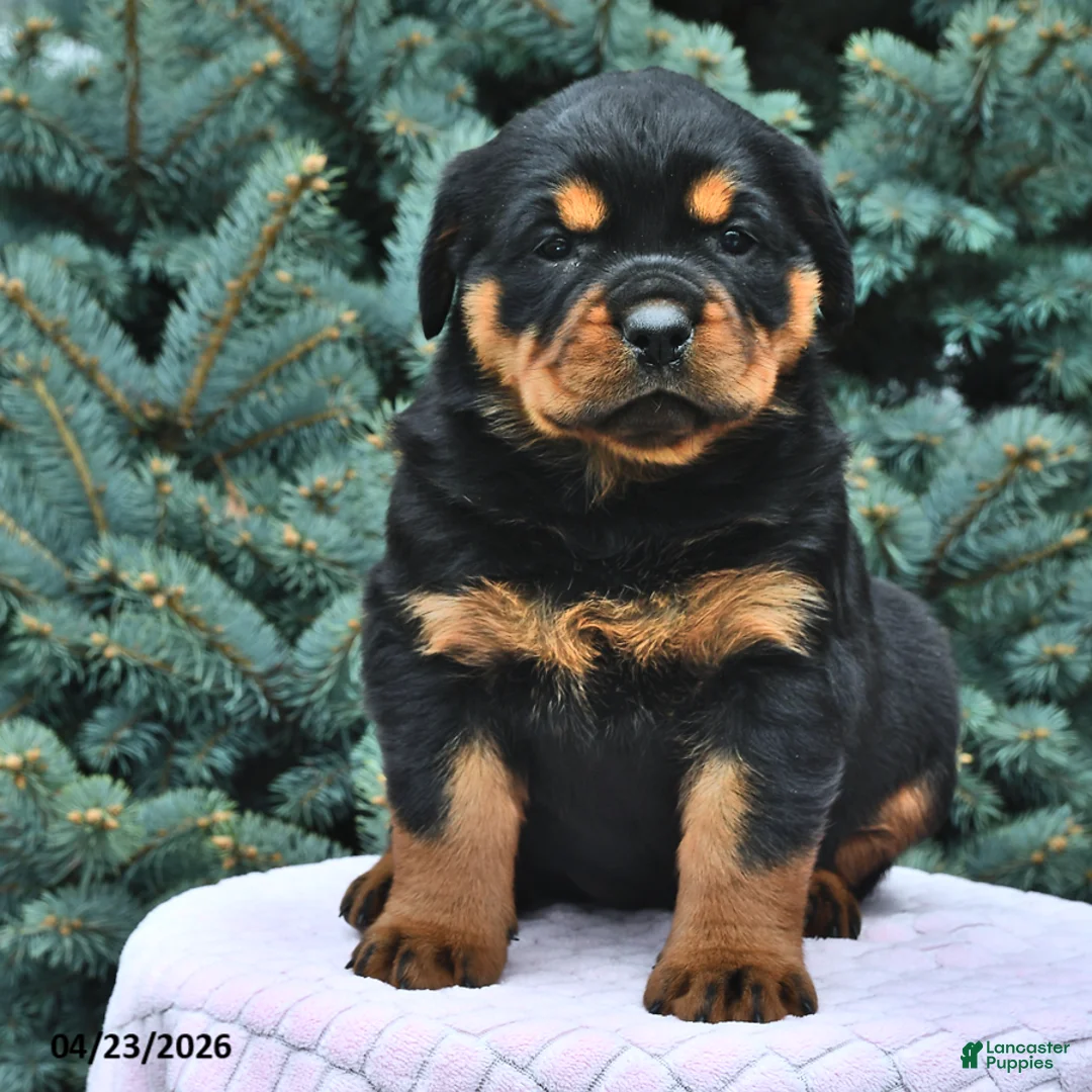 Rottweiler dogs for sale: Beatrix - Ad 2