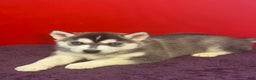 Siberian Husky dogs for sale: Willow  - Ad 2